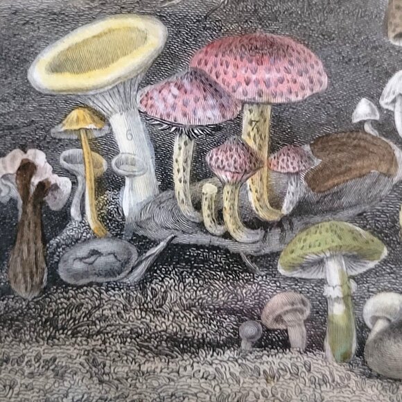 Rhind Botanical History Vegetable Kingdom Hand Colored Bookplate Mushrooms 1855 - Picture 5 of 11